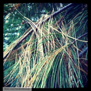 White pine tree with brown needles