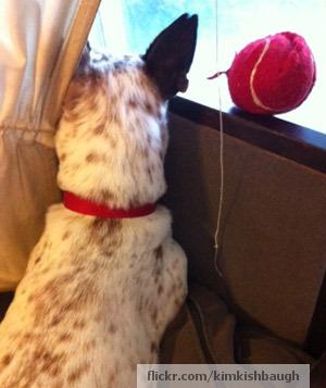 Dog staring out window
