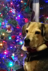 Christmas tree and hound dog