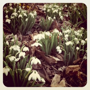 Snowdrops_1271