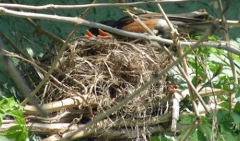 Robins-nest-babies