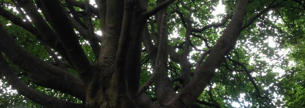 Looking up into the tree