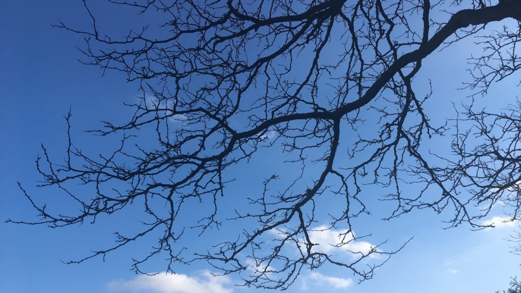 blue sky through tree limbs
