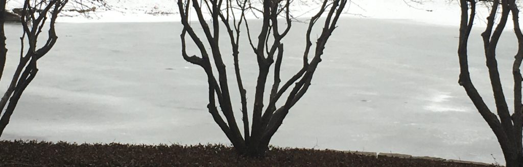 tree trunks and grey ice on a pond