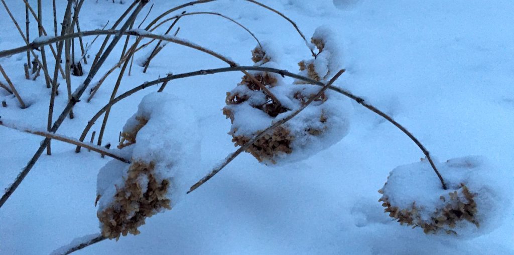 Hydrangeas dropping under snow