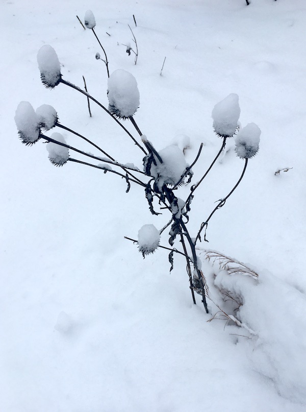 coneflower seed heads covered in snow