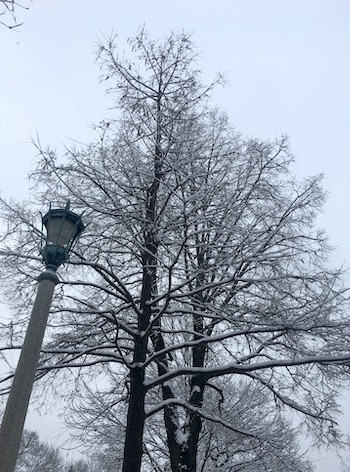 snowy trees and street lamp