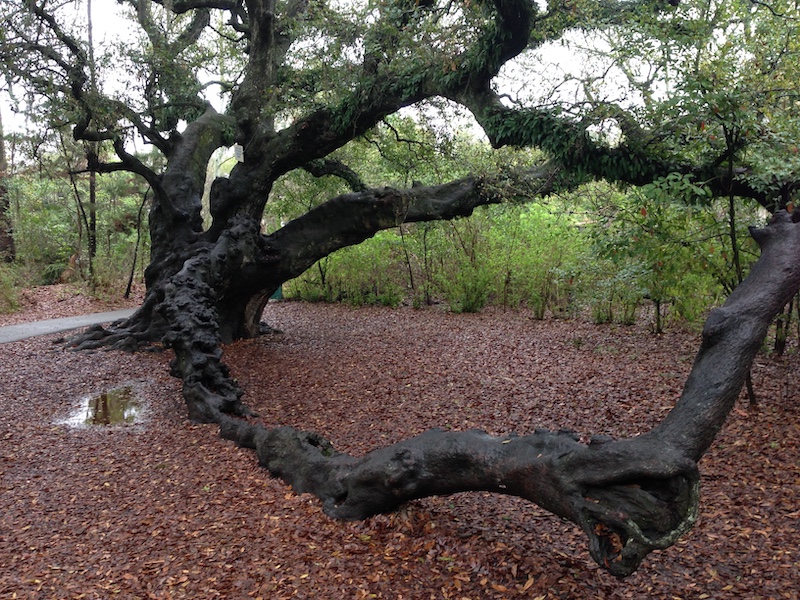 Sprawling tree, New Orleans