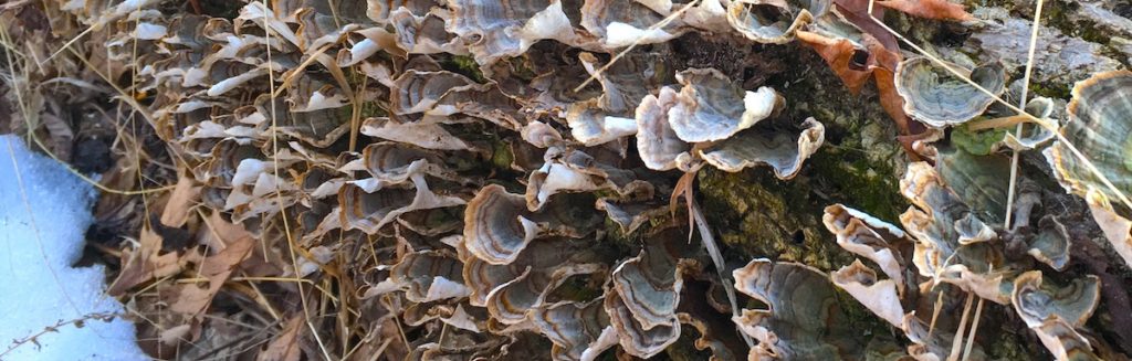 fungus on a fallen tree
