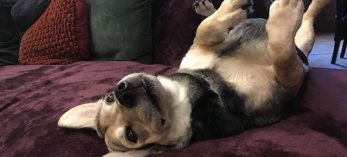 Hound dog upside down on couch