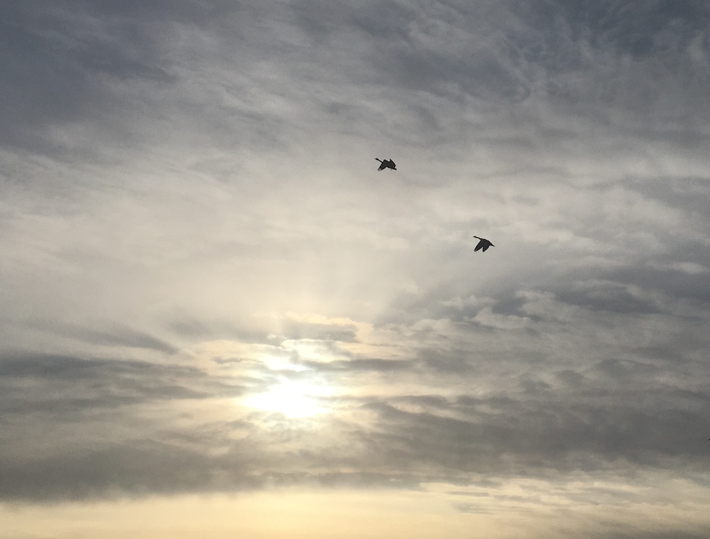 Geese flying at sunset